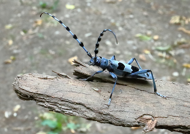 fúzač alpský Rosalia alpina