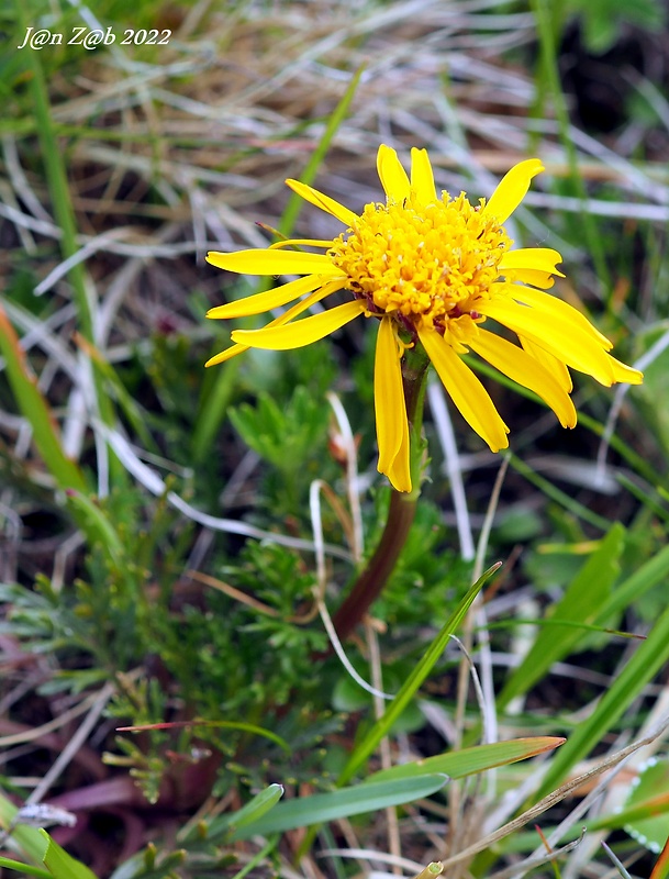 starček abrotanolistý karpatský Senecio abrotanifolius subsp. carpathicus