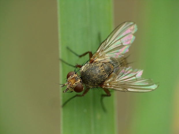 bystruša Siphona geniculata (De Geer, 1776)