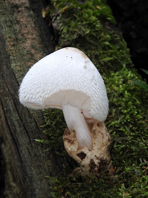 pošvovec stromový Volvariella bombycina (Schaeff.) Singer