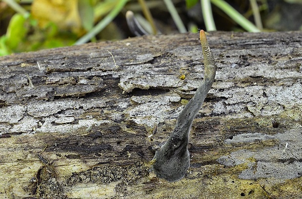 drevnatec štíhly Xylaria longipes Nitschke