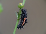 lienka - larva