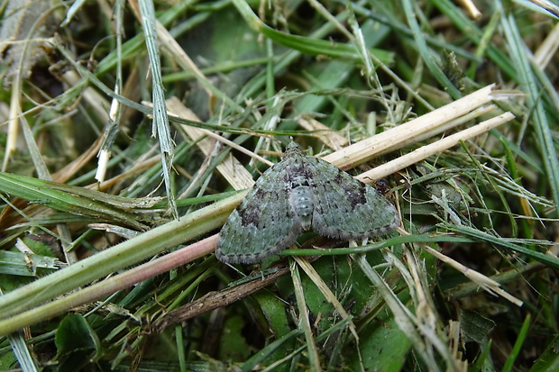 kvetnatka bazová Chloroclystis v-ata