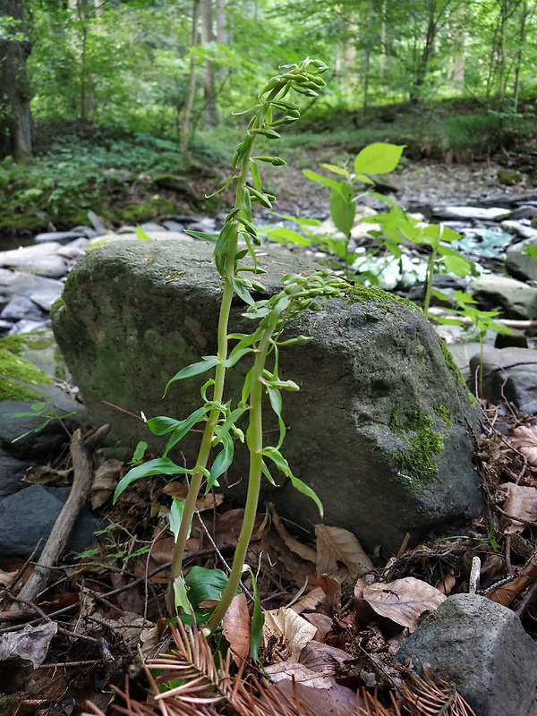 kruštík greuterov Epipactis greuteri H. Baumann et Künkele