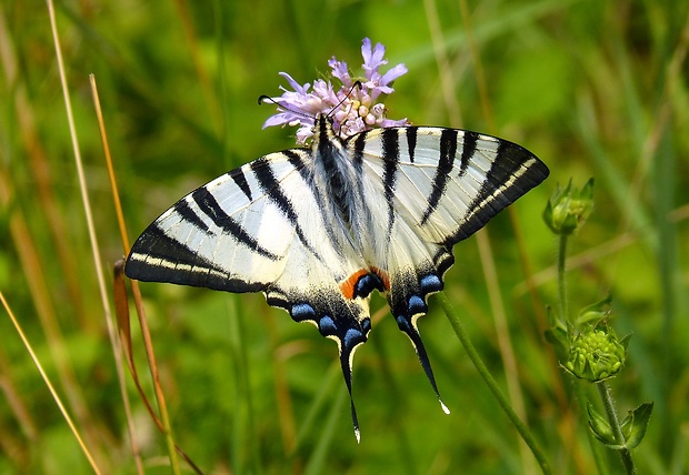 vidlochvost ovocný Iphiclides podalirius