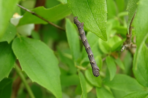 piadivka chlpatá Lycia hirtaria