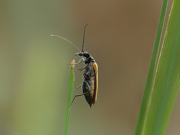 stehnáč Oedemera femorata