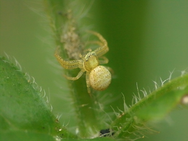 bežník Xysticus lanio (C.L.Koch, 1835)