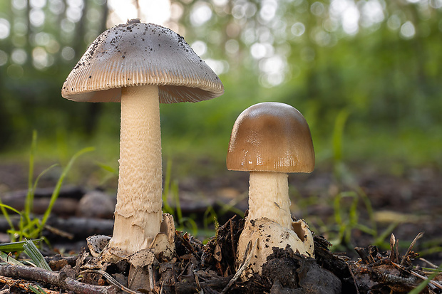 muchotrávka Amanita sp.