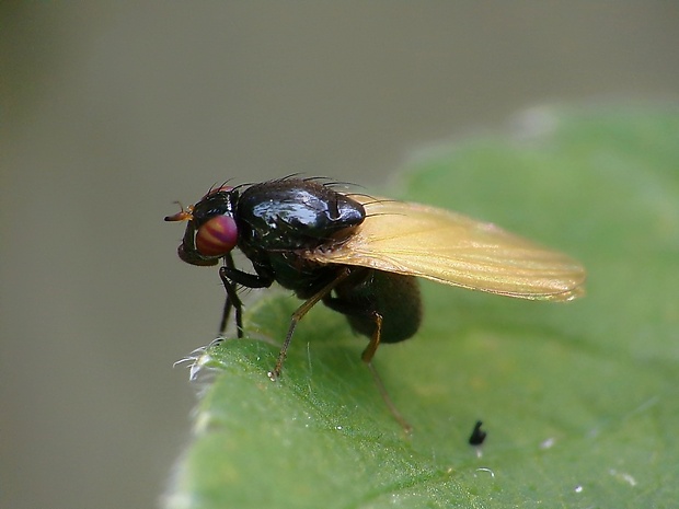 tieňovka Calliopum elisae (Meigen, 1826)