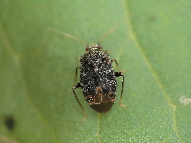 bzdôška Charagochilus gyllenhalii