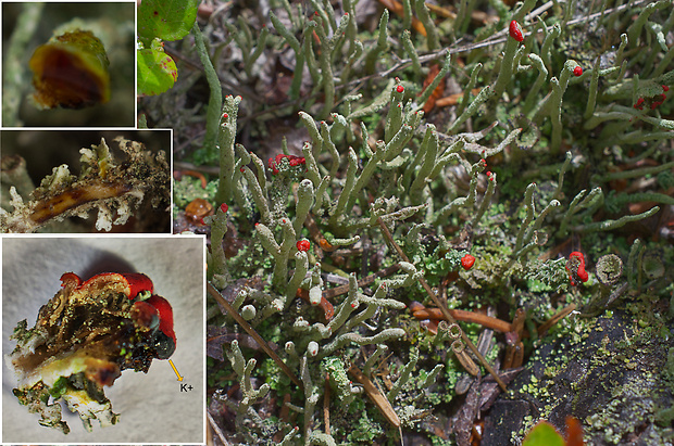 dutohlávka červenoplodá Cladonia macilenta Hoffm.