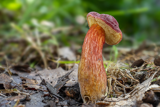 suchohríb karmínový Hortiboletus rubellus (Krombh.) Simonini, Vizzini & Gelardi