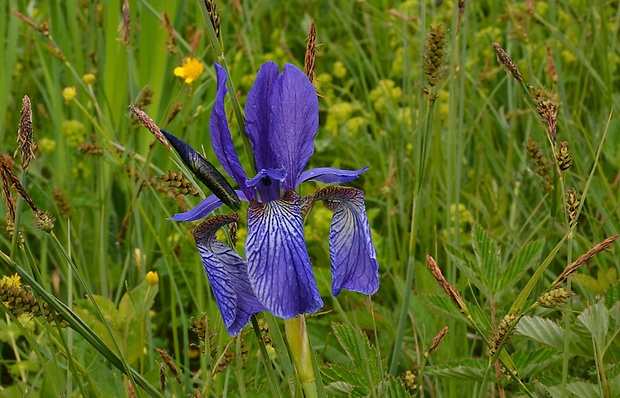 kosatec sibírsky Iris sibirica L.