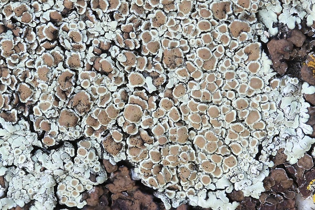 lekanora Lecanora sp.