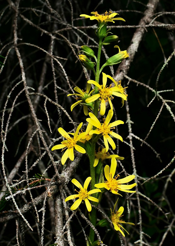 jazyčník sibírsky Ligularia sibirica (L.) Cass.