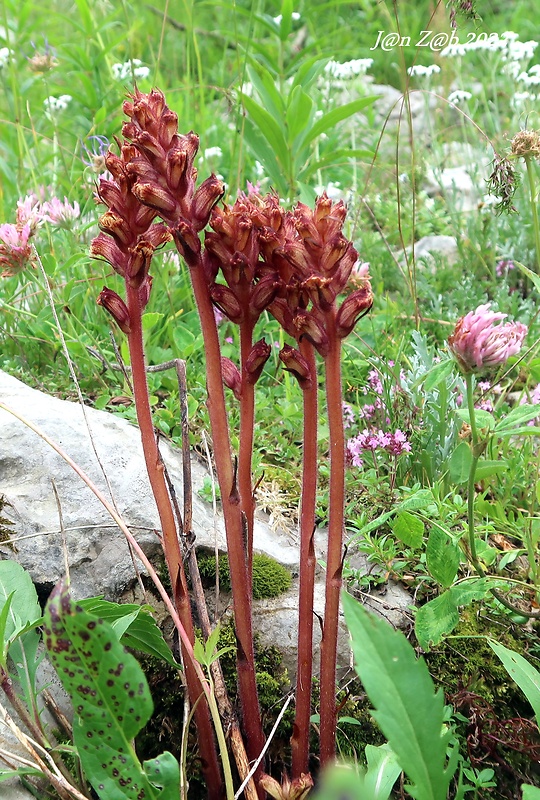 záraza útla Orobanche gracilis Sm.