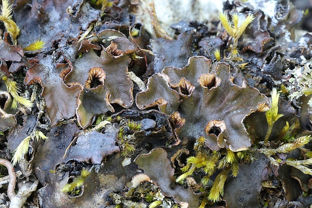 štítnatec červenkastý Peltigera rufescens Hook. f.