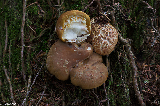 čechračka tmavohlúbiková Tapinella atrotomentosa (Batsch) Šutara