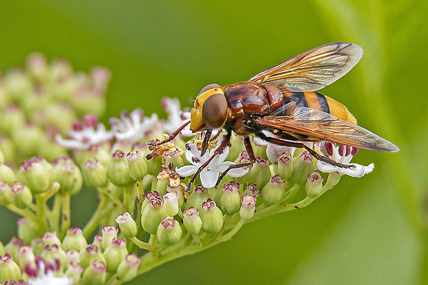 pestrica sršňovitá, samica Volucella zonaria (Poda, 1761)