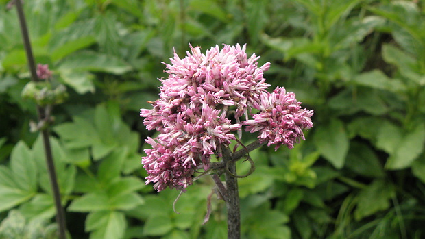 mačucha cesnačkovitá Adenostyles alliariae (Gouan) A. Kern.