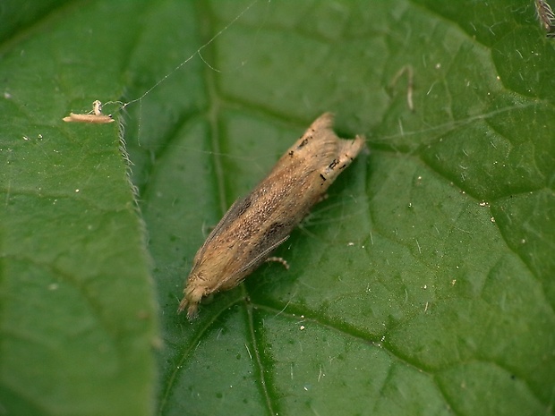 obaľovač pichliačový Eucosma balatonana