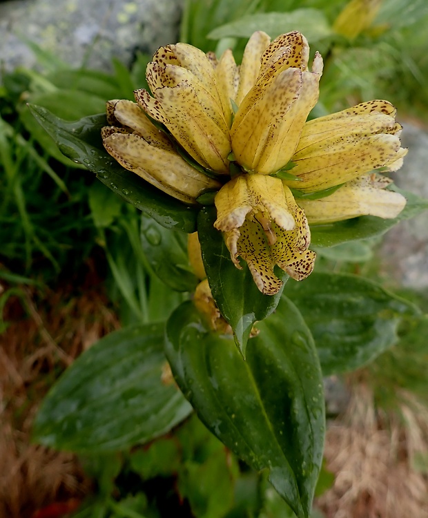 horec bodkovaný Gentiana punctata L.