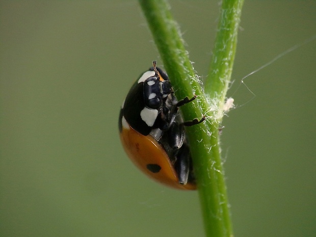 lienka východná Harmonia axyridis