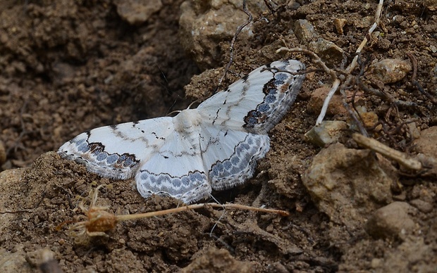 piadica ozdobná Scopula decorata