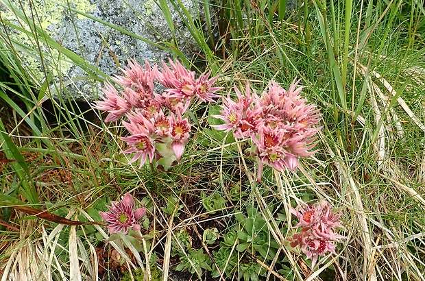 skalnica wettsteinova Sempervivum wettsteinii Letz, ined.