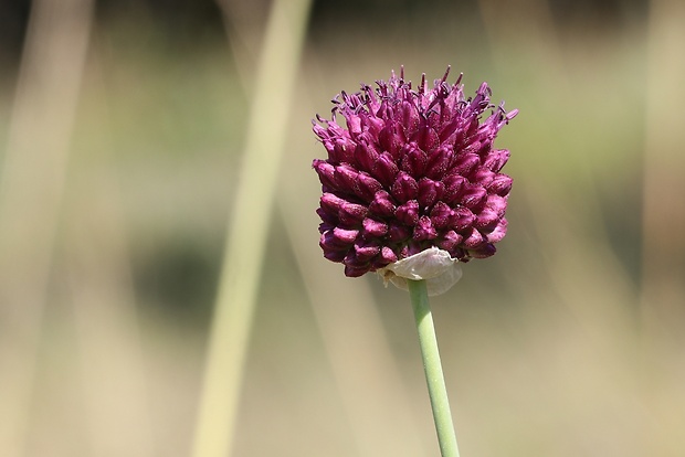 cesnak guľatohlavý Allium sphaerocephalon L.