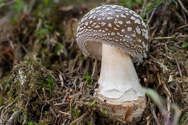 muchotrávka hrubá Amanita excelsa (Fr.) Bertill.