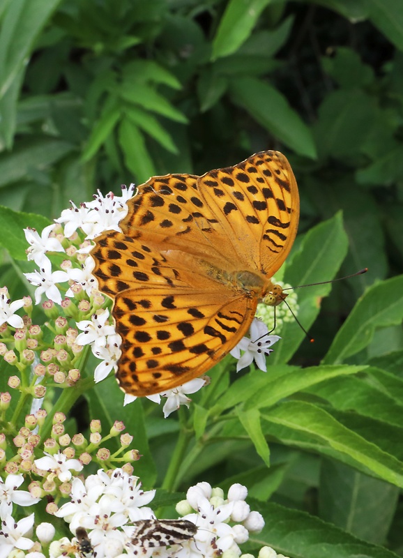 perlovec striebristopásavý Argynnis paphia