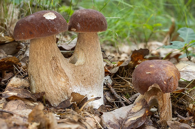 hríb dubový Boletus reticulatus Schaeff.