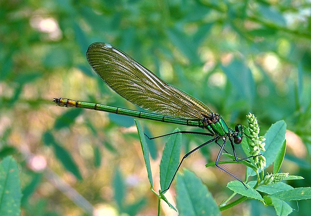 hadovka lesklá Calopteryx splendes