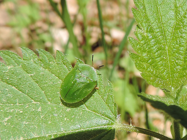 štítnatec zelený / štítonoš zelený Cassida viridis Linnaeus, 1758