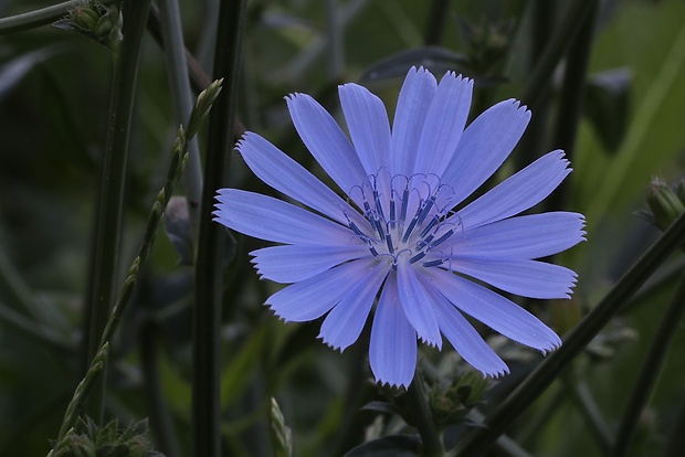 čakanka obyčajná Cichorium intybus L.