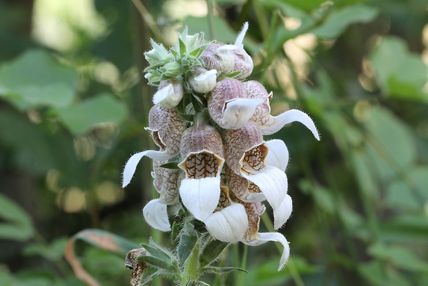 náprstník vlnatý Digitalis lanata Ehrh.