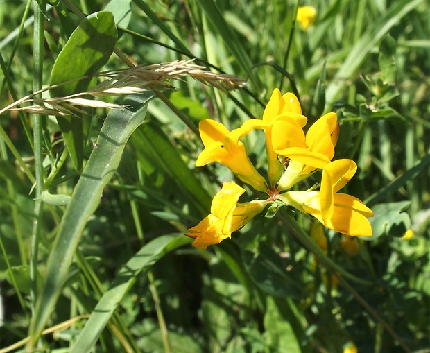 podkovka chochlatá Hippocrepis comosa L.