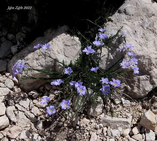 ľan trváci alpínský Linum perenne subsp. alpinum (Jacq.) Ockendon