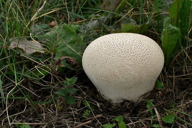 rozpadavec dlabaný Lycoperdon utriforme Bull.