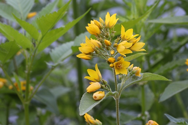 čerkáč obyčajný Lysimachia vulgaris L.