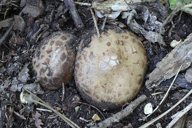 mnohokrčka dierkovaná Myriostoma coliforme (Dicks.) Corda