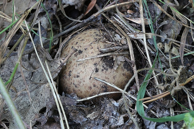 mnohokrčka dierkovaná Myriostoma coliforme (Dicks.) Corda