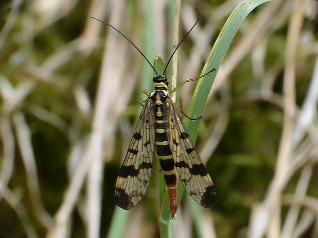 srpica obyčajná Panorpa vulgaris