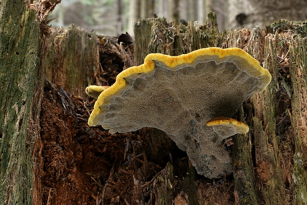 hnedák Schweinitzov Phaeolus schweinitzii (Fr.) Pat.