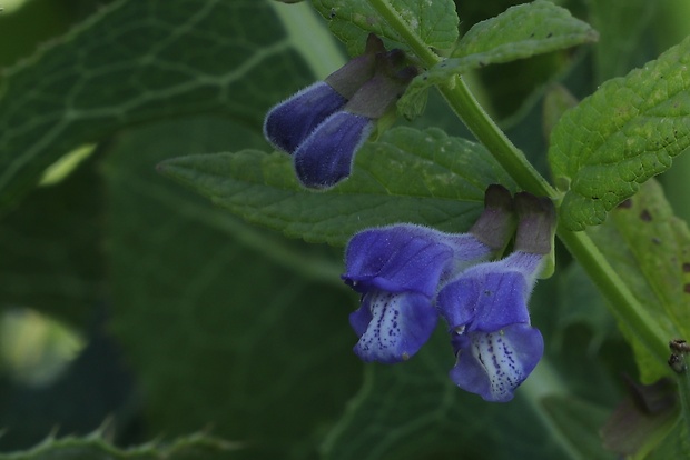 šišak vrúbkovaný Scutellaria galericulata L.