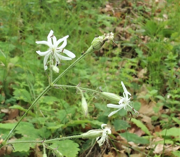 silenka ovisnutá Silene nutans L.