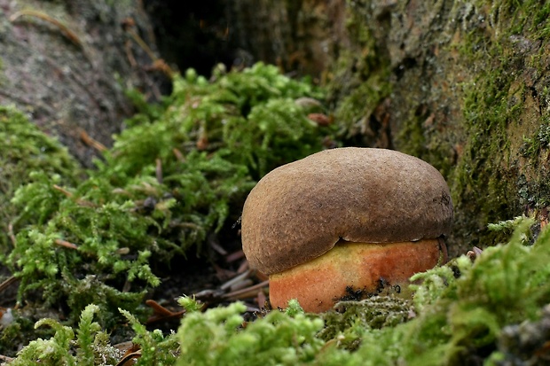 hríb zrnitohlúbikový Sutorius luridiformis (Rostk.) G. Wu & Zhu L. Yang