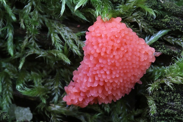 jahodník sasankovitý Tubifera ferruginosa (Batsch) J.F. Gmel.